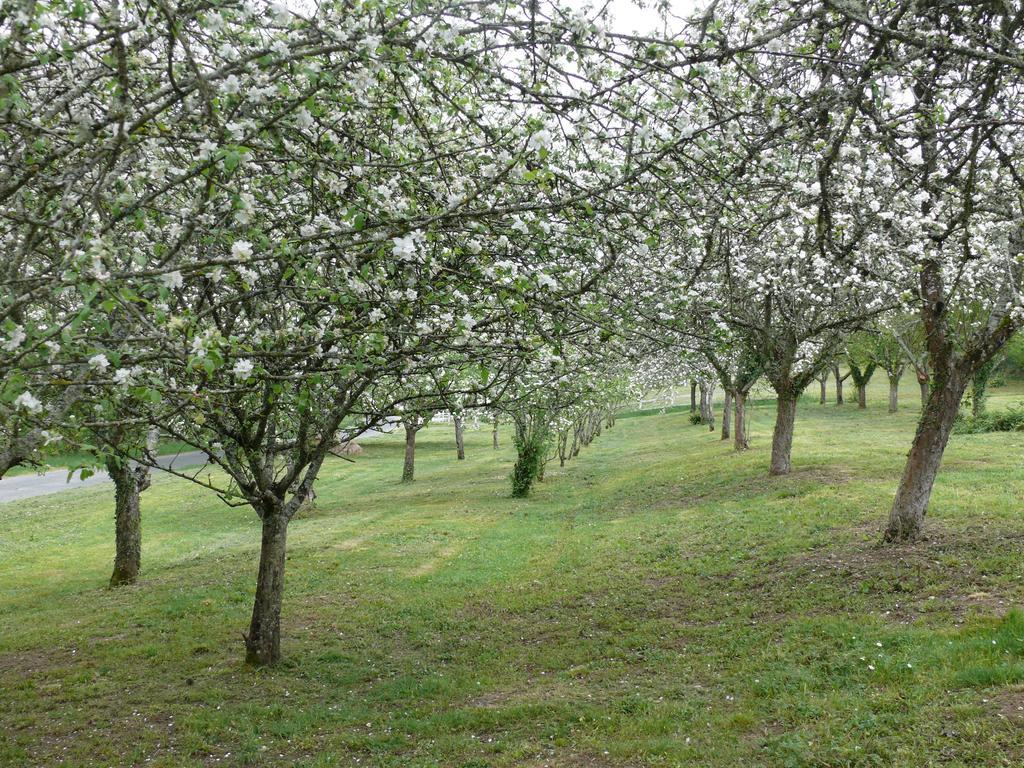 Domaine De Lamassas Bed and Breakfast Hautefage-la-Tour Εξωτερικό φωτογραφία